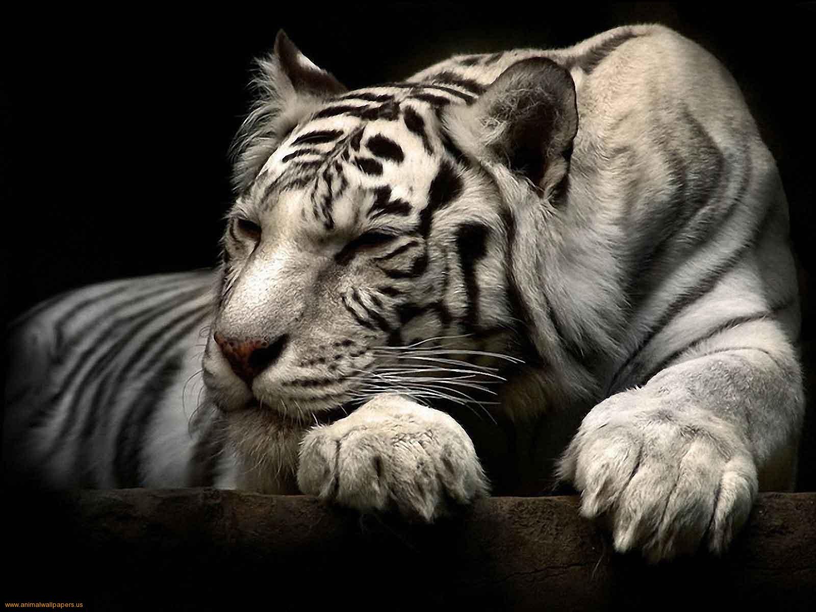 white tiger banner