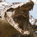 Crocodile drama (photographer unknown)