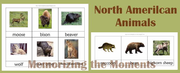Memorizing the Moments: North American Animals