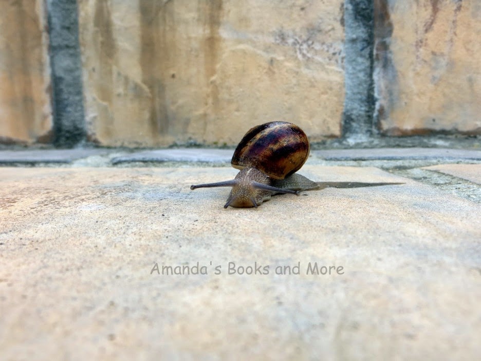 Cat and Snail with #WW #Linky ~ Amanda's Books and More