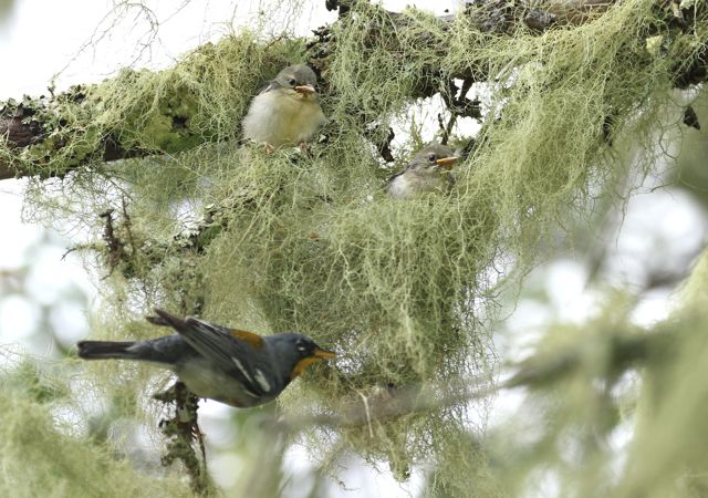 Julie Zickefoose on Blogspot: Parula Nest!