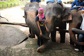 Maesa Elephant Camp