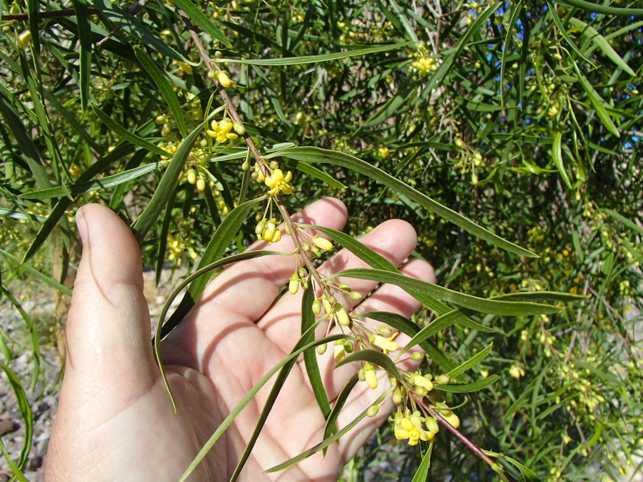 African Sumac