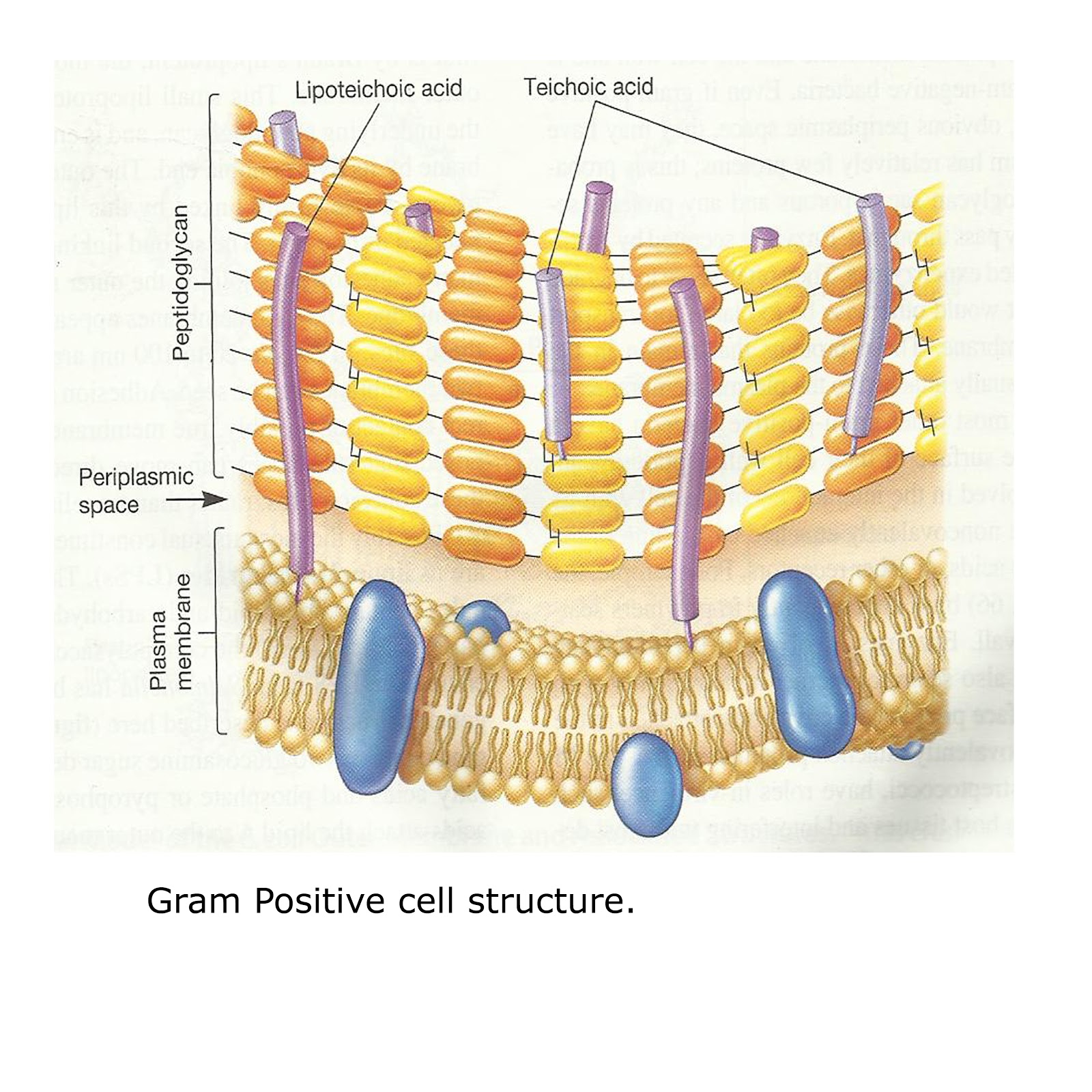 Sharemicro  Different Cell Wall Structure