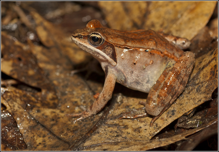 Explorations of an Ecologist Spring amphibians