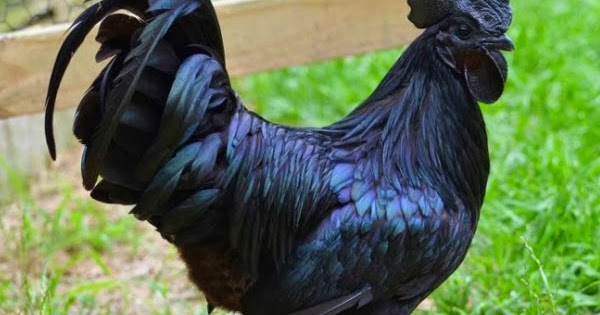 Rare All Black Chickens Spicytec