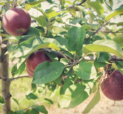 Ontario Apples