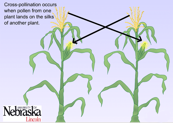 Water Pollinated