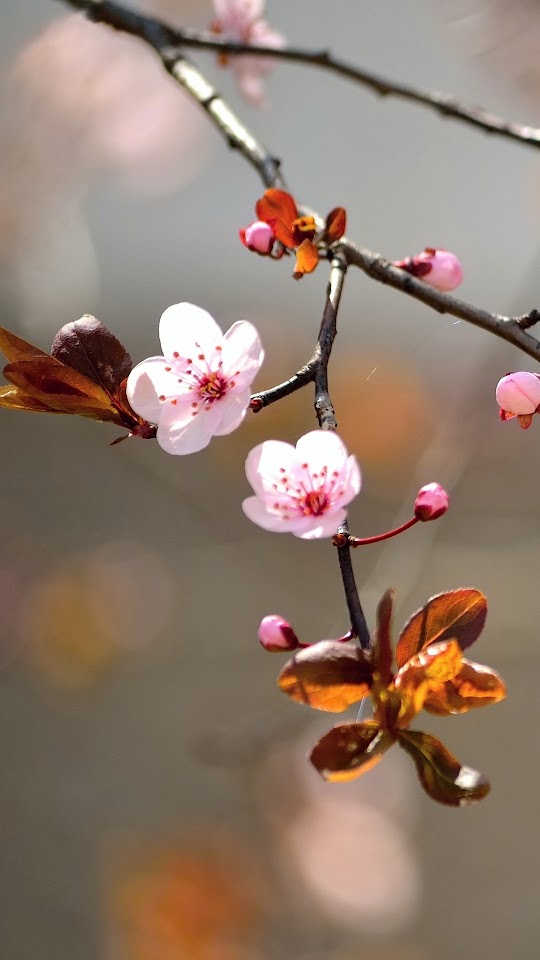 Branches Buds And Flowers Android Best Wallpaper