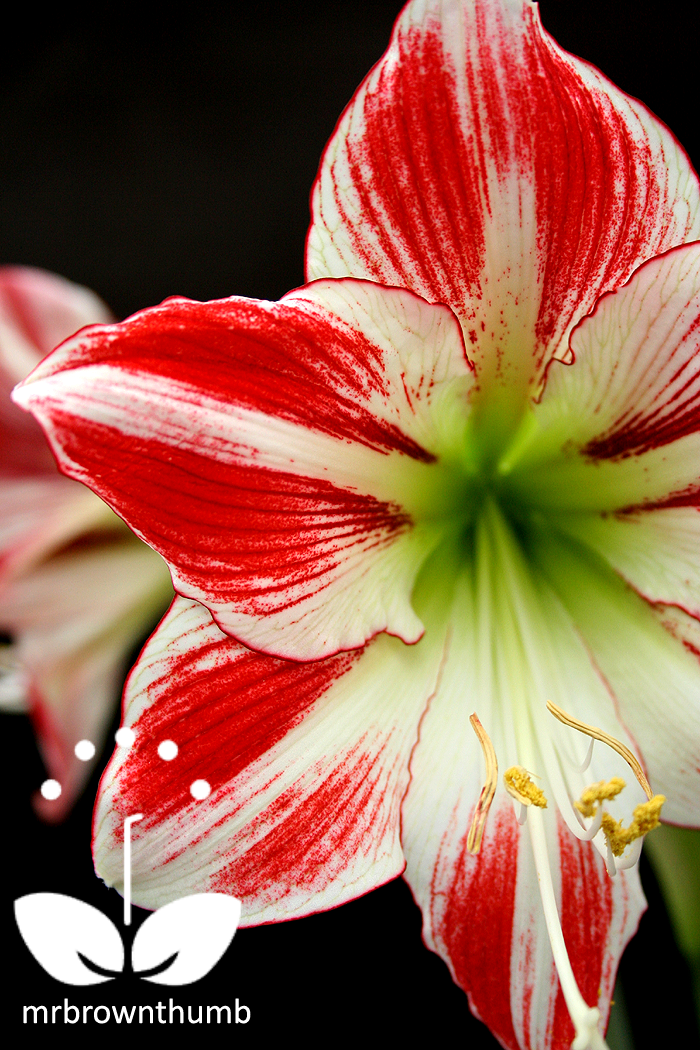 Amaryllis 'Fairy Tale' flowers