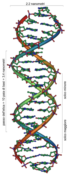 http://4.bp.blogspot.com/-bagcalhdsBI/TZcJ6g-Hm2I/AAAAAAAAADo/A0GCp6mTfFE/s1600/239px-DNA_Overview_it_.png