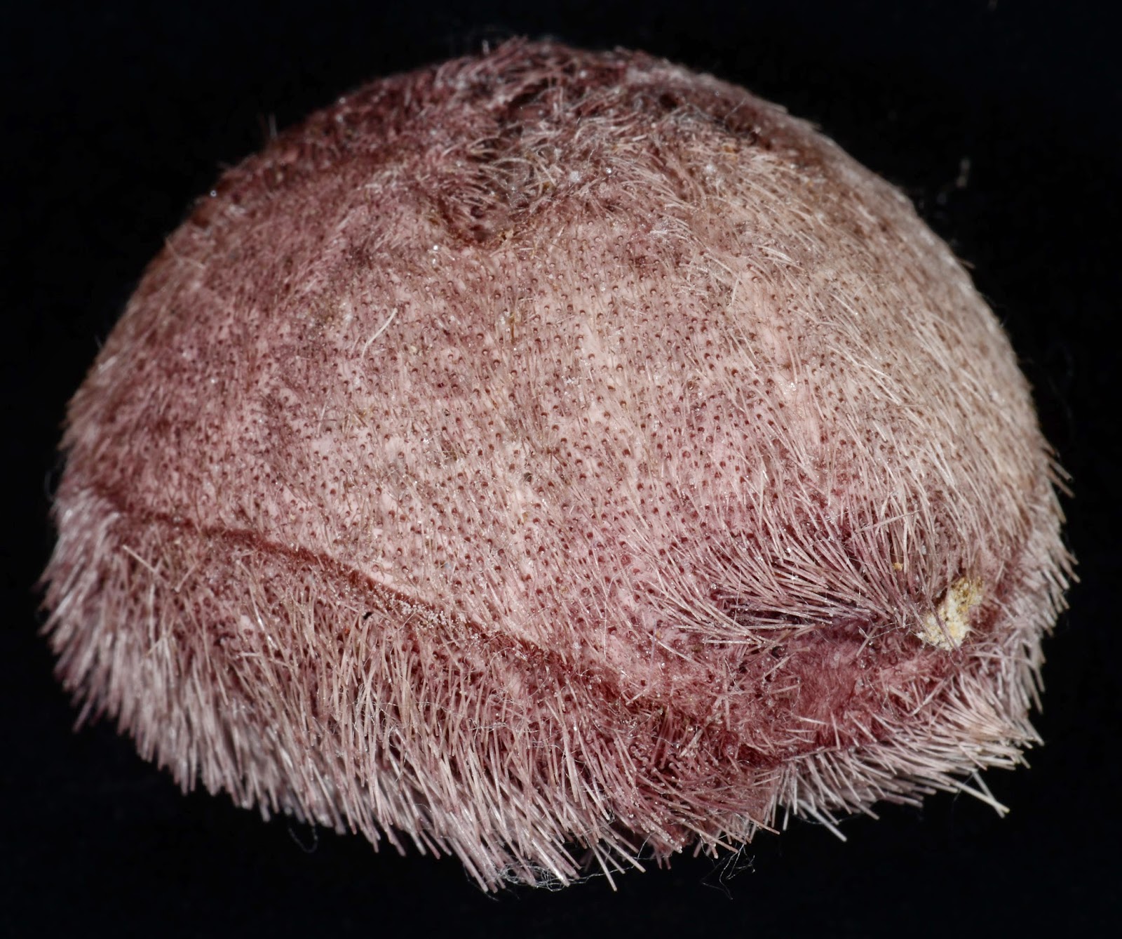 Pericosmus keiensis , left posterior view