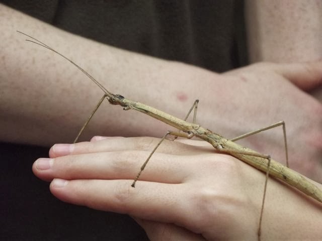 Girl holding stick insect