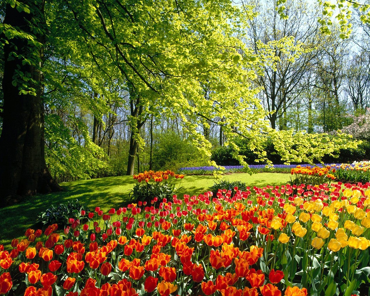 http://4.bp.blogspot.com/-bao_FiTZvmc/TZ5AnIQA69I/AAAAAAAAAB8/yAxhRPl-Ero/s1600/spring_park_wallpaper_spring_nature_wallpaper_1280_1024_1215.jpg