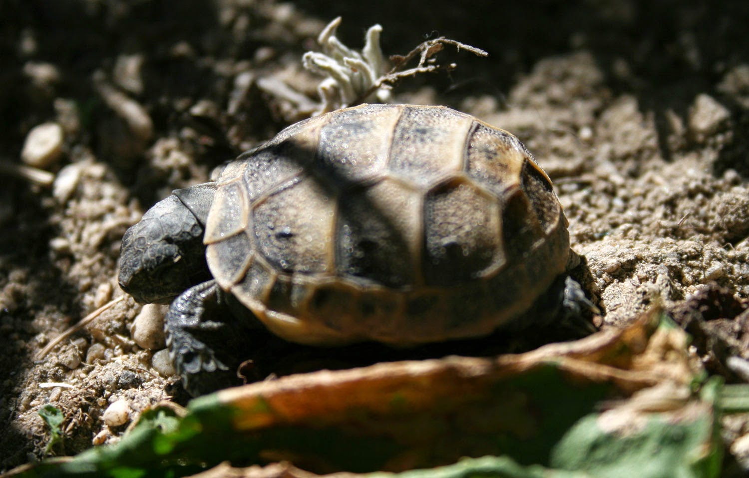 He had the habit of falling asleep mid stride He had the habit of falling asleep mid stride