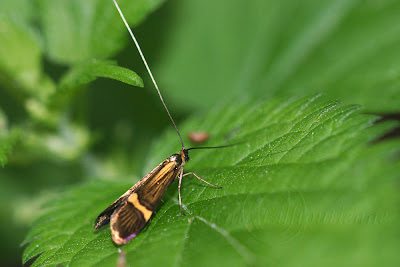 Nemophora degeerella