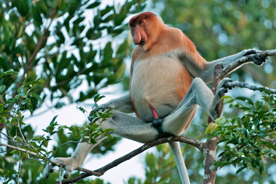 Espécies de Animais: Proboscis Monkey