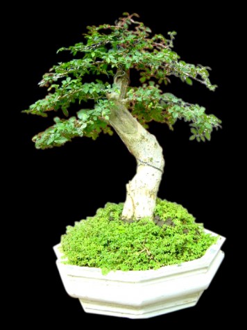 Kebun Bonsai Selorejo: Aneka Bonsai Serut Indah