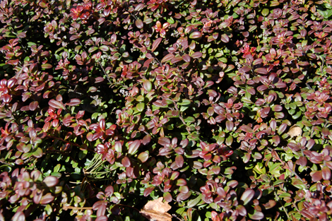 Pro Turf Landscaping Shrub Blog Series Part Five Ground Cover