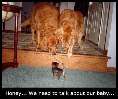Funny DOG Pictures