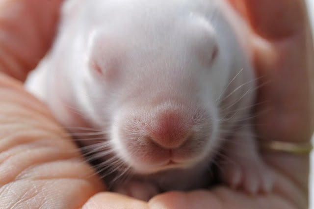 cutie little bunny face