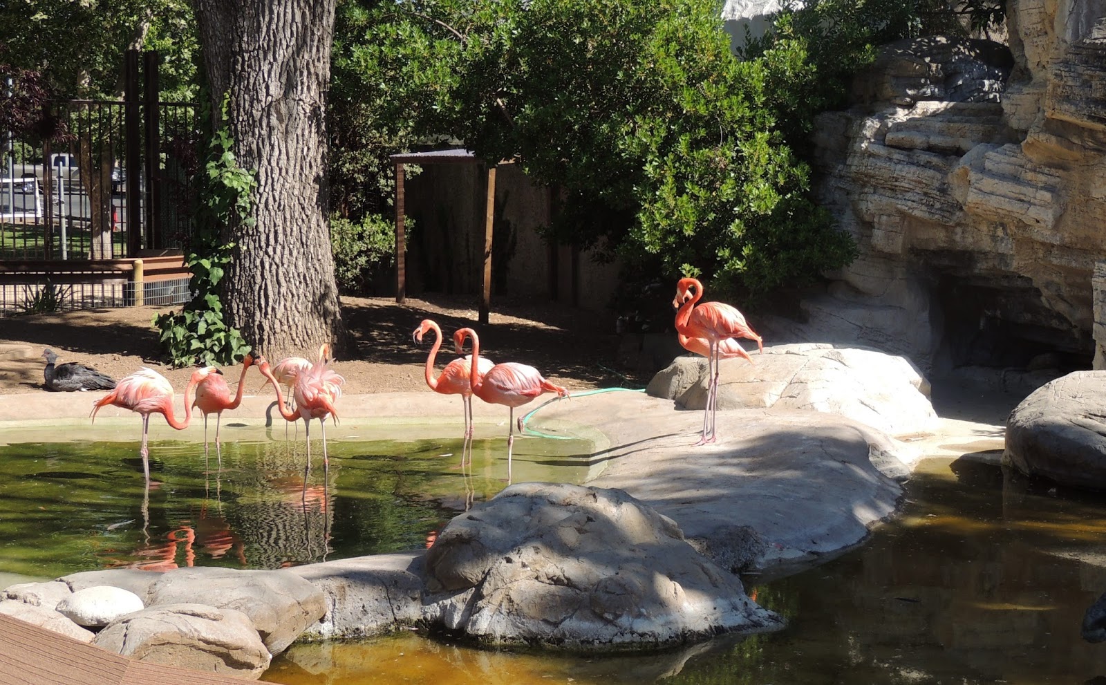 1000 Hikes in 1000 Days Day 943 Lake Park Charles Paddock Zoo