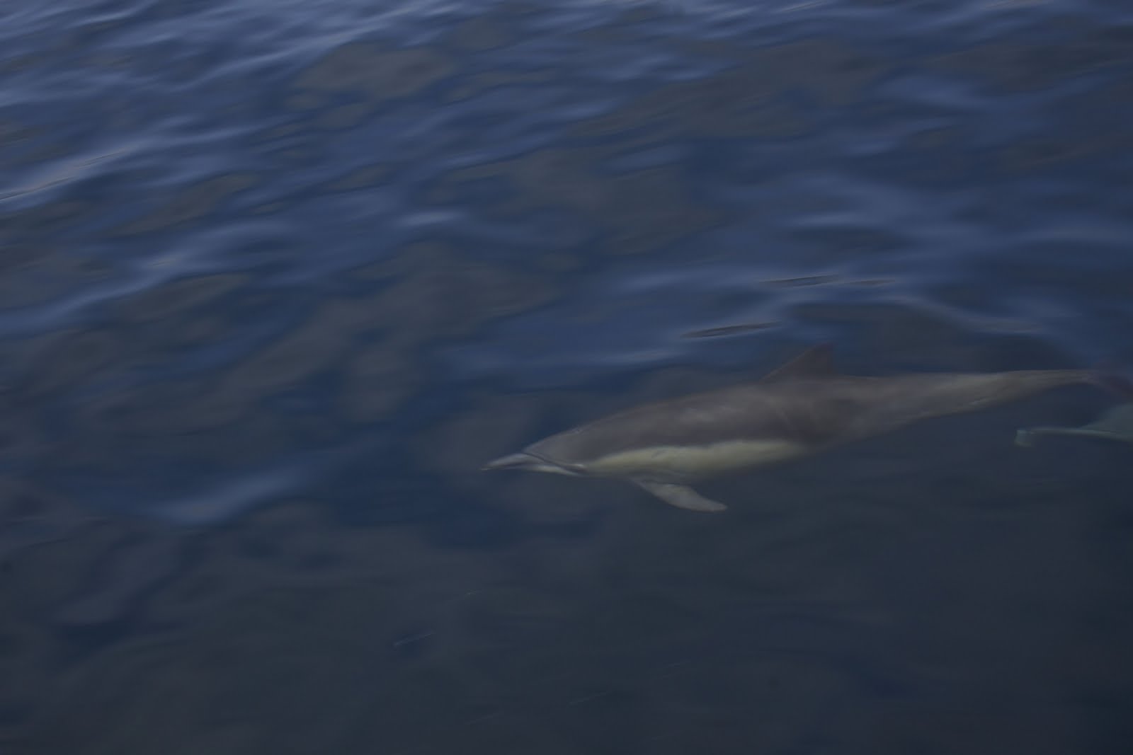 Blue Whales Jumping