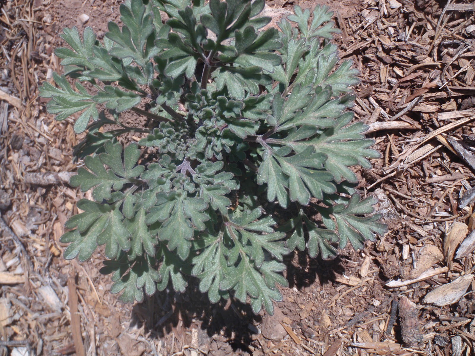 The Universe Smiles: Spring Wildflowers in the Monte Largo Mountains