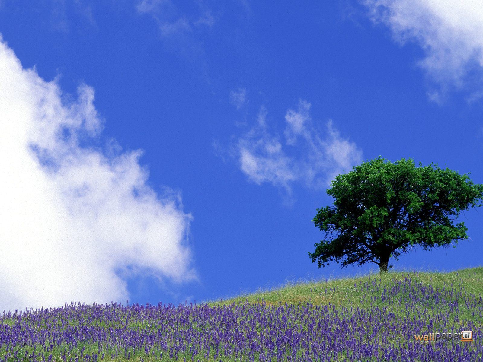 http://4.bp.blogspot.com/-bcftk2pdTGU/TsNJnkkMSXI/AAAAAAAAAhs/716HszwyLKE/s1600/Tranquil-Field-Sierra-Nevada-Foothills-California-Wallpaper.jpg