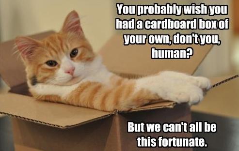 silly_cat_chillin_in_a_cardboard_box-392.jpg