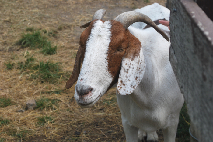 Catskill Animal Sanctuary