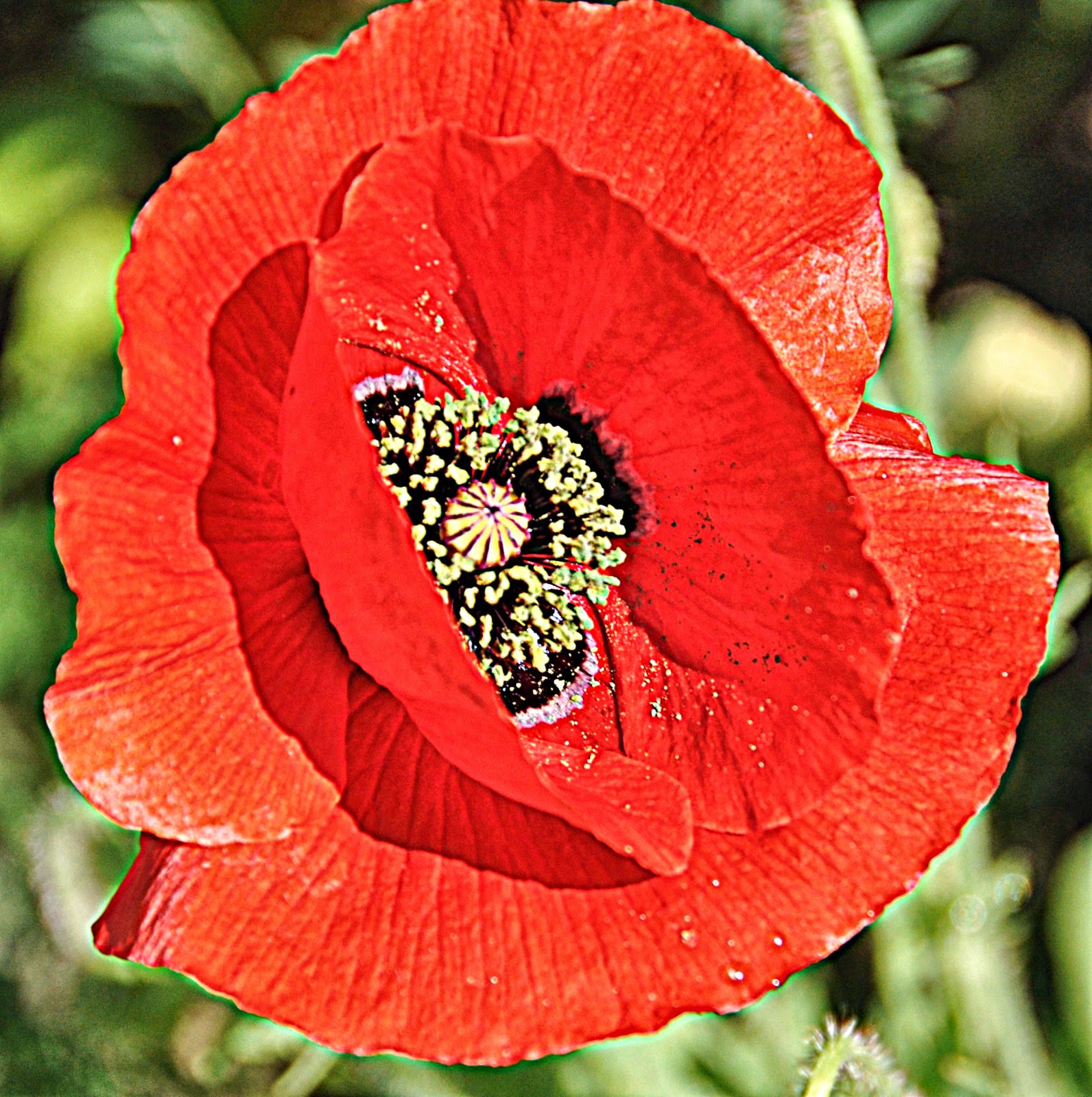 Vicki Lane Mysteries Memorial Day Poppies