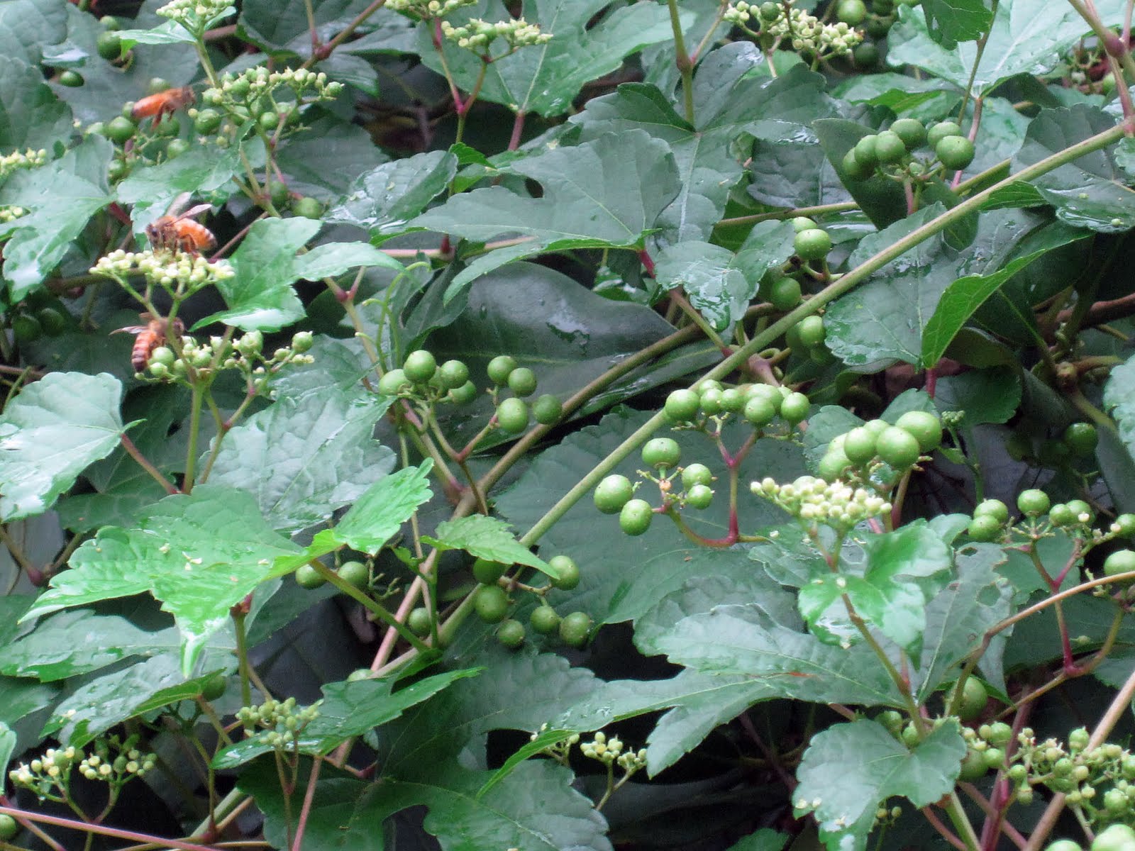 Walking and Talking in Winston... The wild grapes of North Carolina