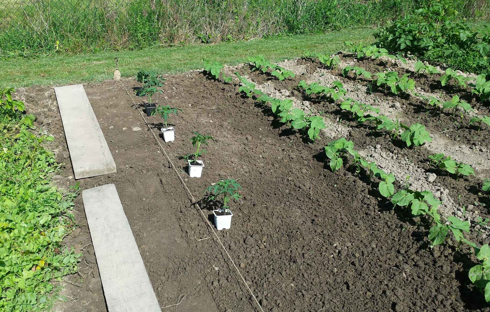 At what distance to plant tomatoes in the open field and in the greenhouse At what distance to plant low-growing and tall tomatoes 38 At what distance to plant tomatoes in the open field and in the greenhouse At what distance to plant low-growing and tall tomatoes 28