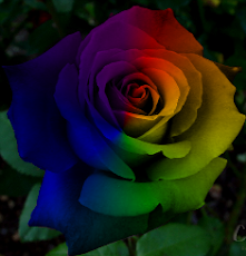 RainbowRose