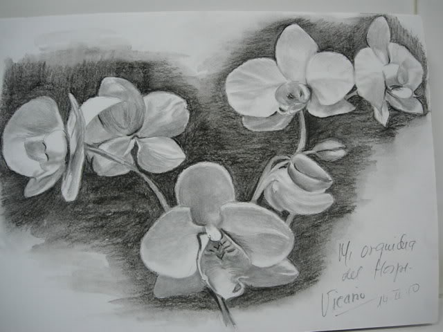 Dibujos de la orquidea para colorear - Imagui Dibujos de la orquidea para colorear - Imagui