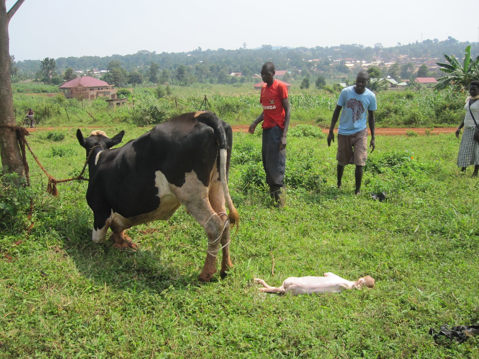 Sar and Kels Howto Friday How to help a cow miscarry