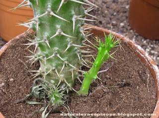 Pachypodium Lamerei