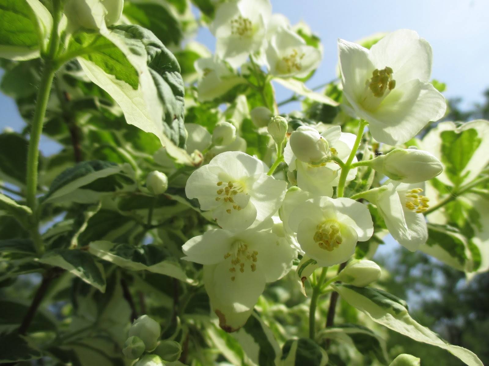 Growing Mock Orange Aka Philadelphus In The Cutting Garden