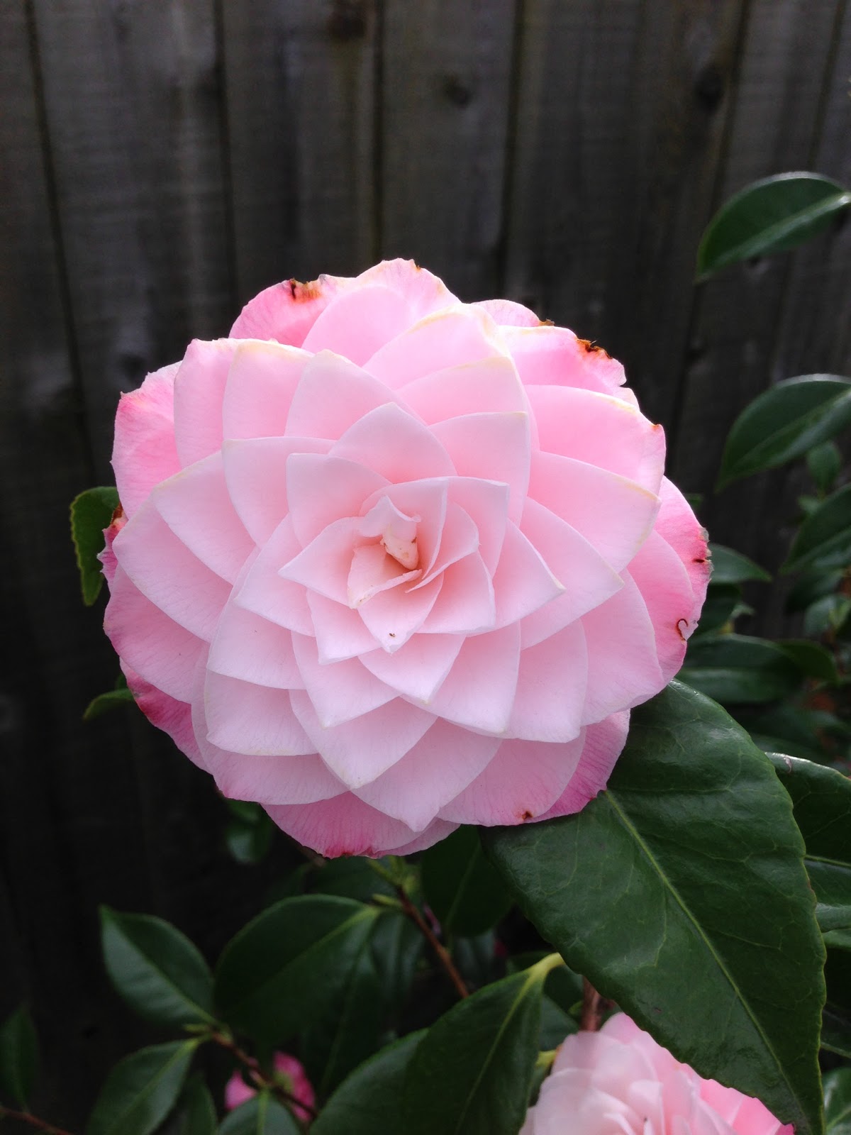 Organic Garden Dreams My White Camellias Are In Bloom