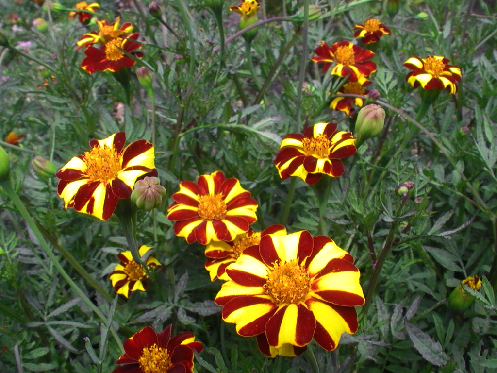 My Rare, Weird and Exotic Plant Collection Conservatory