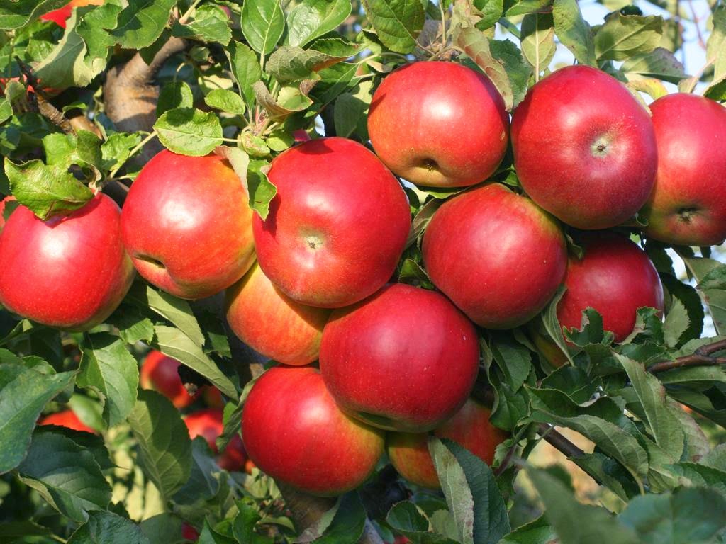 Znalezione obrazy dla zapytania rumiane jablka w sadzie