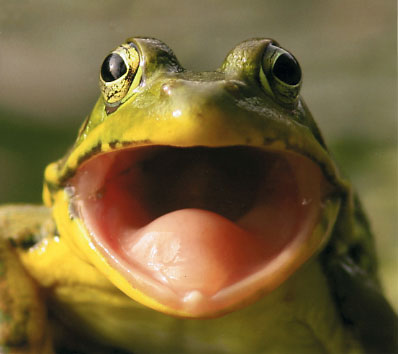 Frog Mouth