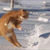 Funny Cat Pictures 2012