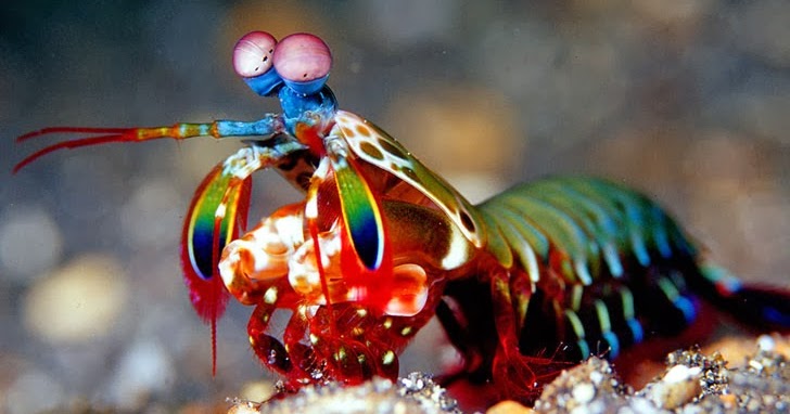 rainbow mantis shrimp colors