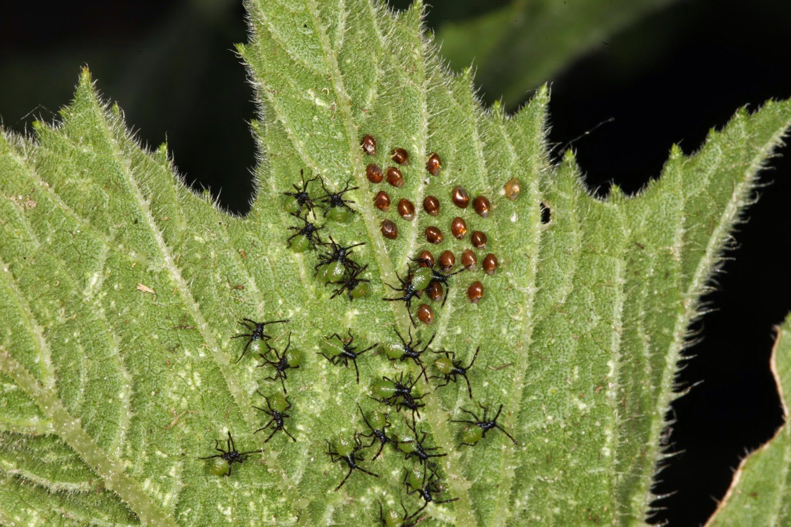 JaredDavidsonPhotography Squash Beetles