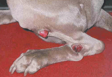 can benadryl help control a mast cell tumor in dogs