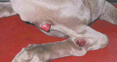Best Treatment For Mastitis In Dogs Best Treatment For Mastitis In Dogs