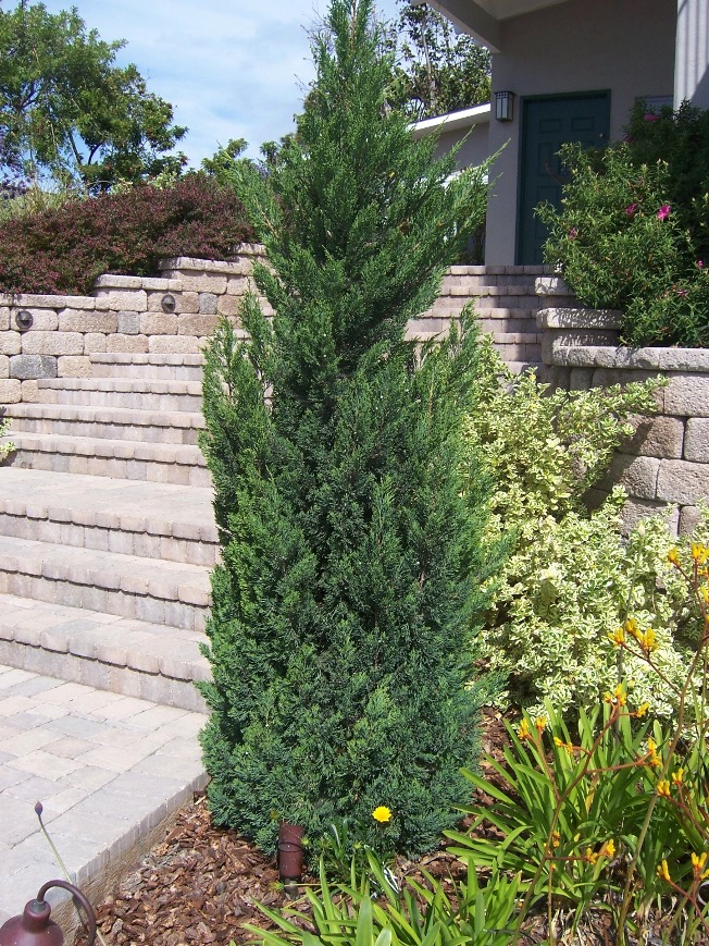 Glory S Garden Characteristics Of Blue Rug Juniper