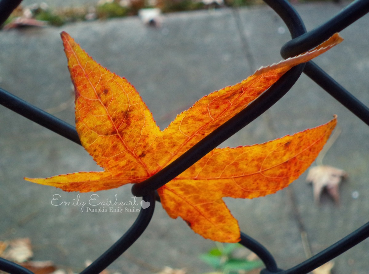 A yellow and orange leaf stuck in a fence.